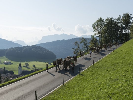 Schwarzenberger Alptag