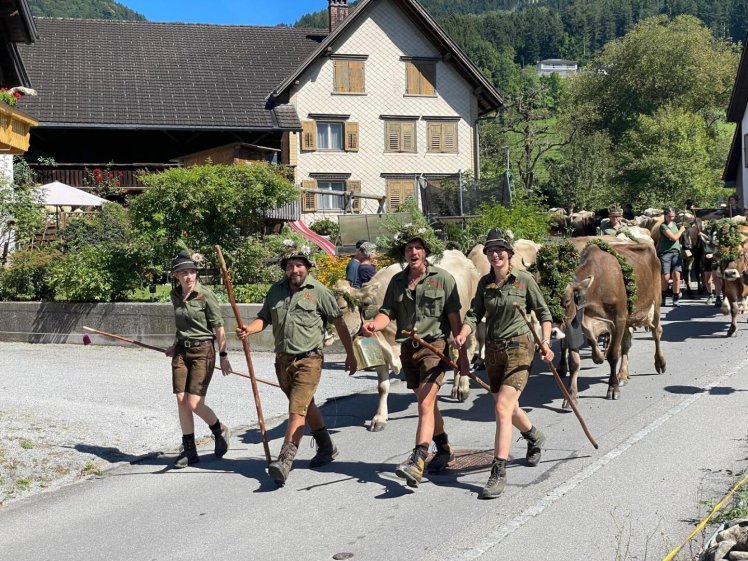 Eine Gruppe von Männern, die mit einer Gruppe Kühe spazieren gehen